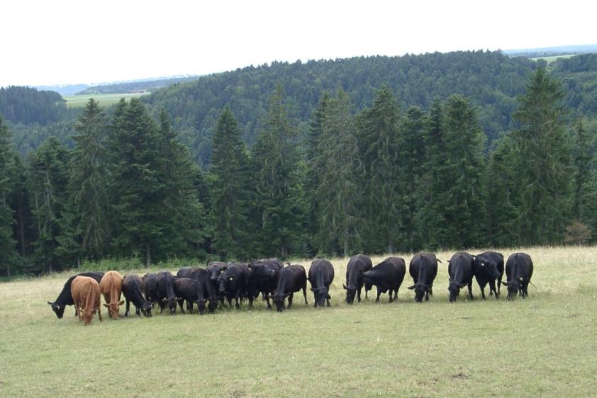 Neugierige Nachbarn