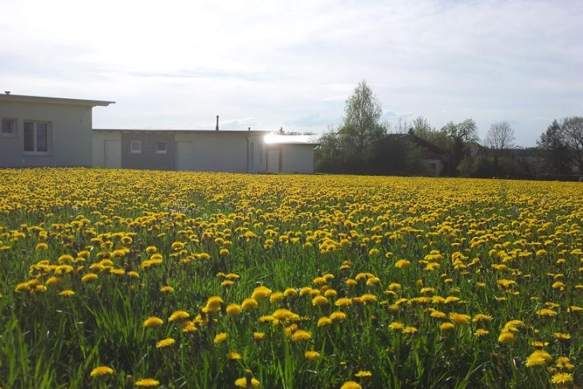 Wiese beim Freizeitdorf