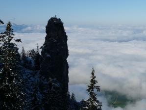 Gelber Wandschrofen, Schwangau