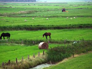 Dirk Ingo Franke, lizenziert CC BY 3.0 Wikimedia Felder und Wiesen zwischen Westerhever und Deich