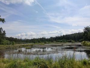 G. Zapf, lizenziert CC BY 3.0, Wikimedia Feuchtbiotop Grünbachweiher