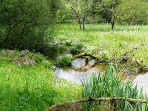 ... auf dem Pfälzer Waldpfad....