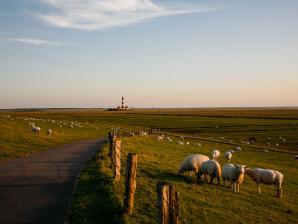 Deichwerk, von Schafen kurz gehalten