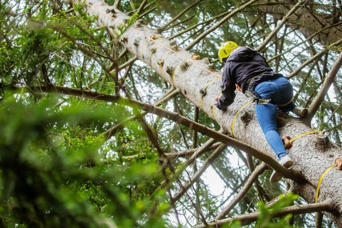 Kletterbaum "Stairway to heaven"