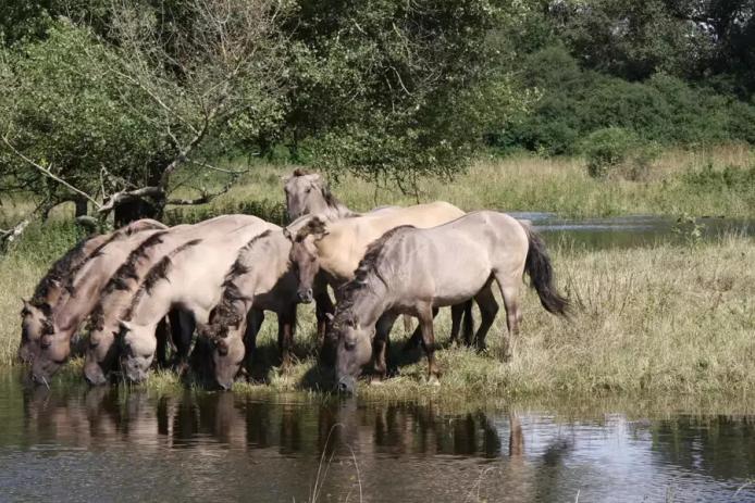 Wildnis erleben - mit Wildpferden, Auerochsen und Wasserbüffeln