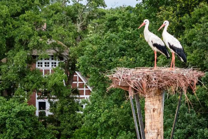 Storchenest vor dem Erlenhof