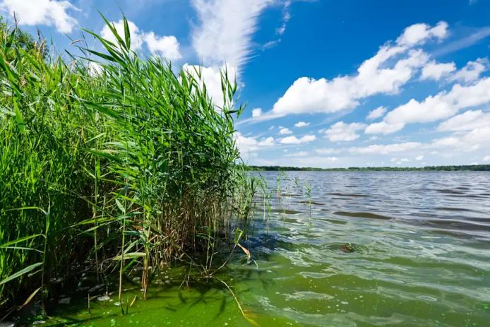Schilfufer am nahen Flögelner See