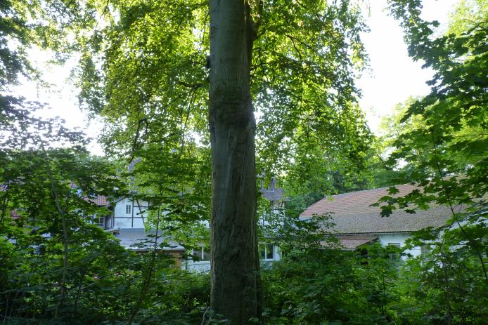 angrenzendes Waldstück mit Blick auf das Haus