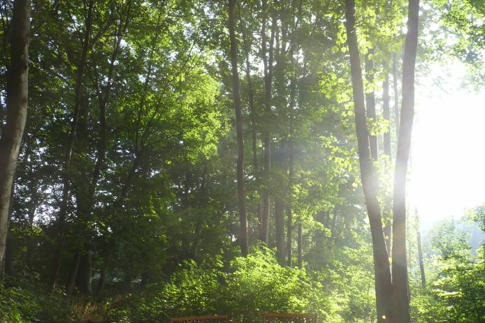 kleiner Zeltplatz, angrenzendes Waldstück