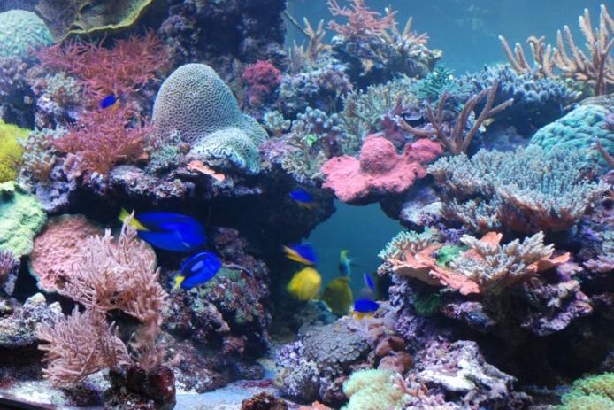 Korallenriff-Aquarium im Naturzentrum Eifel
