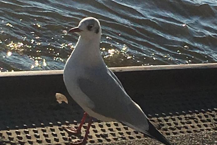 " ich bin auch hier "