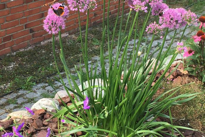 nicht nur einen tollen Blumengarten erwartet Sie sondern auch div.Schmetterlinge