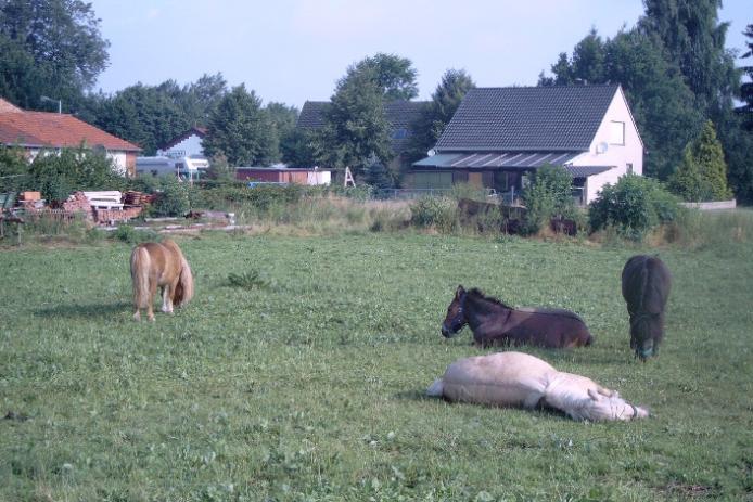Ferien mit vielen Tieren
