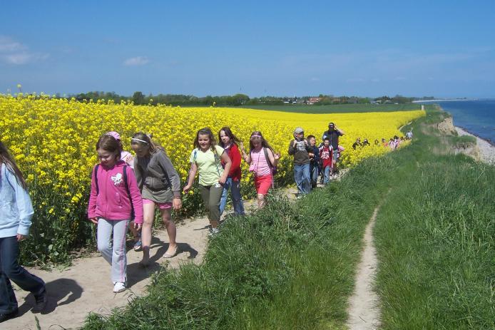 Steilküste mit Rapsblüte