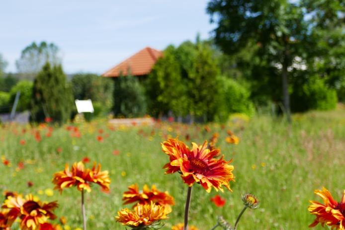 es grünt und blüht