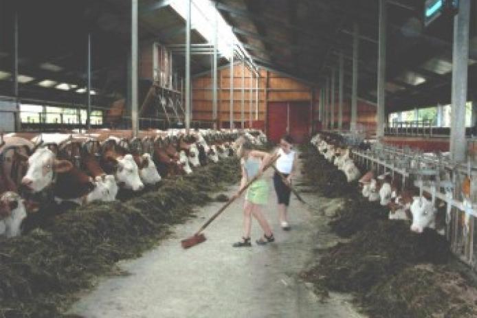 Helfen Sie mit bei der Stallarbeit und füttern Sie unsere Tiere.