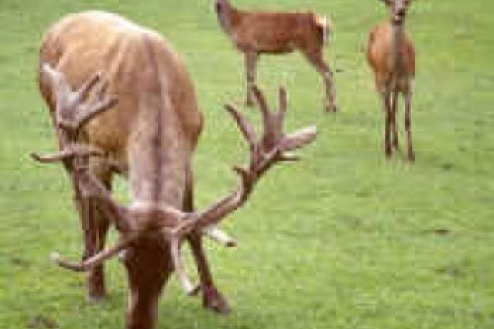 Hauseigener Wildpark direkt vor der Tür.