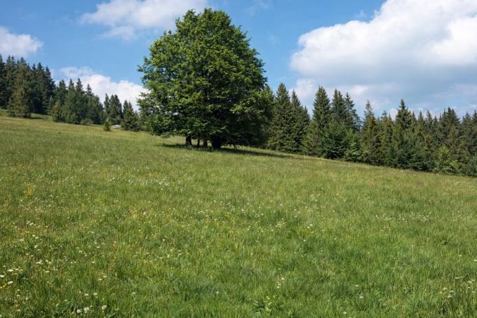 Die Wiese am Posthäusle