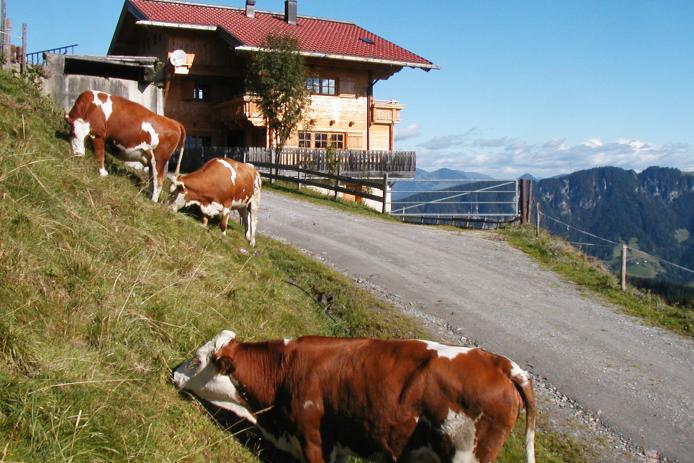 Die Almkühe als Nachbarn
