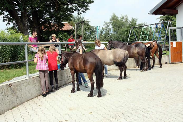 Unsere hofeigenen Ponys