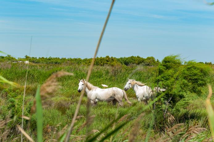 Camargue- Wildpferde