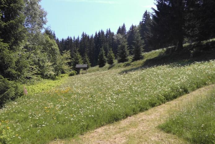 Sommerwiese auf dem Gelände