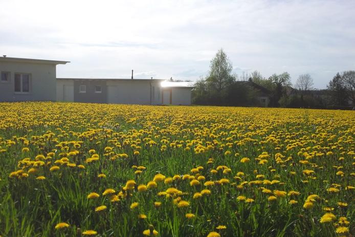 Wiese beim Freizeitdorf