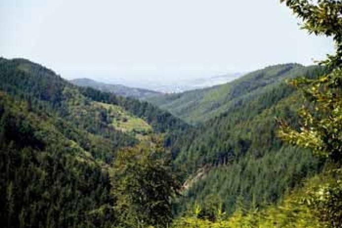 Umgeben von Wäldern