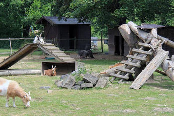 Unsere Ziegen und Schweine im eigenen Tiergehege