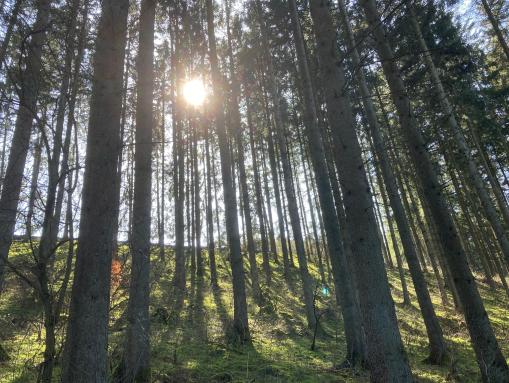 Wandern in Winterspelt