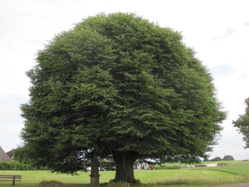 Straßenlinde am Ortseingang