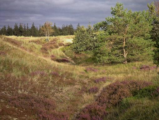 Süderlügumer Binnendünen