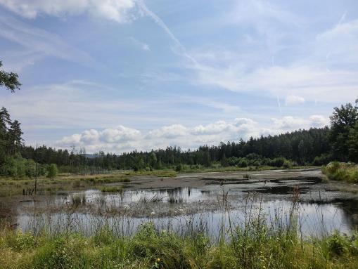 Feuchtbiotop Grünbachweiher