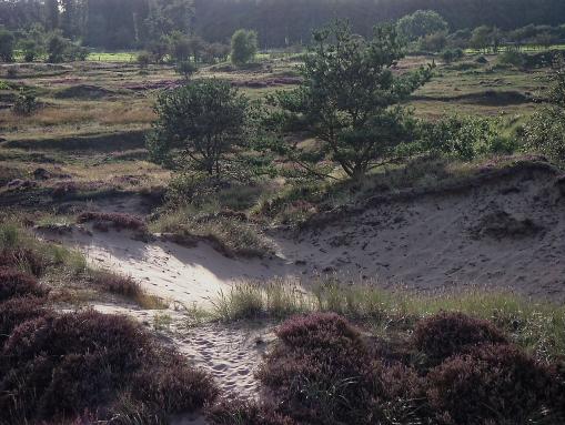 Pionierbäume Süderlügumer Binnendünen