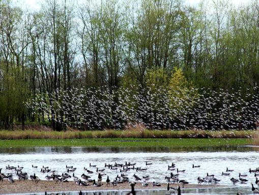 Fliegende Vögel im Herrenmoor