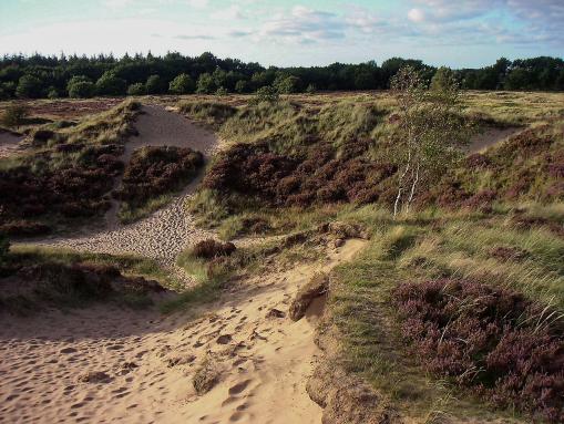 Sandflächen Süderlügumer Binnendünen