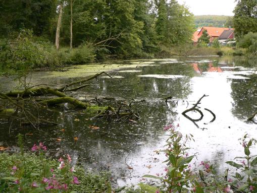 Teich im Alten Schlosspark Wrisbergholzen