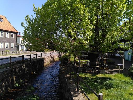 Der Bach Laucha in Bad Tabarz, rechts die Tanzlinde (Naturdenkmal)