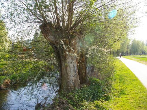 An der Leine in Uder (mit Kopfweiden am Ufer)