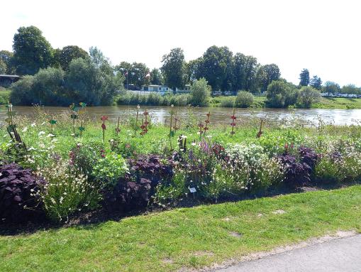 Blühstreifen an der Weserpromenade