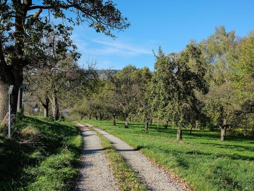 Deggenhausertal, Franziskusweg