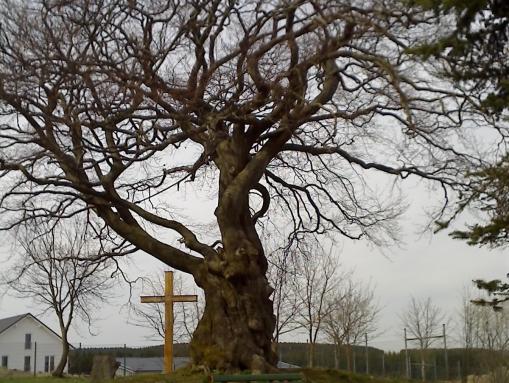 Naturdenkmal Rauher Busch