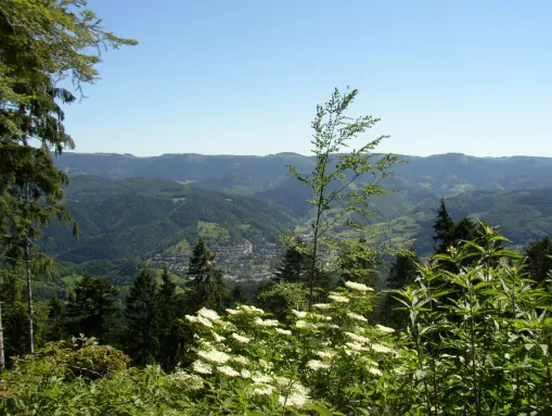 Blick auf Oppenau vom Hörnle aus (Moos)