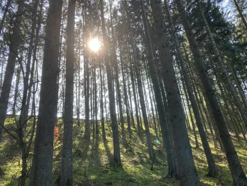 Wandern in Winterspelt