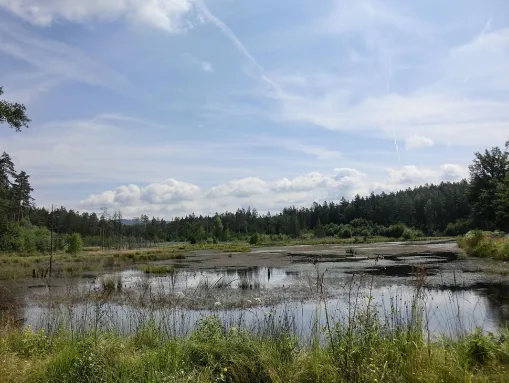 Feuchtbiotop Grünbachweiher
