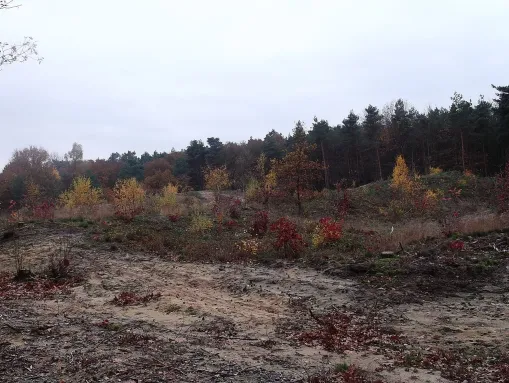 Naturentwicklungsgebiet Zwarte Berg