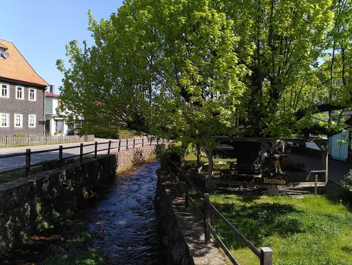Der Bach Laucha in Bad Tabarz, rechts die Tanzlinde (Naturdenkmal)