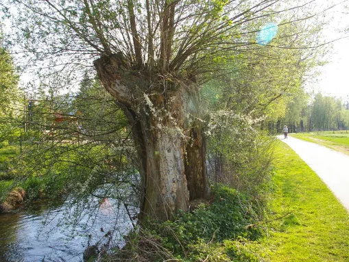 An der Leine in Uder (mit Kopfweiden am Ufer)