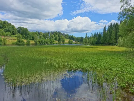 Klosterweiher in Dachsberg am Schluchtensteig