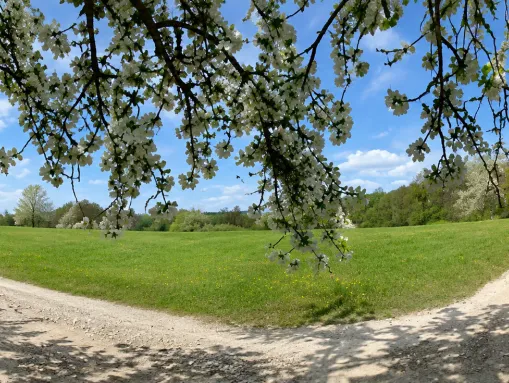 Obstblüte in Großlohra
